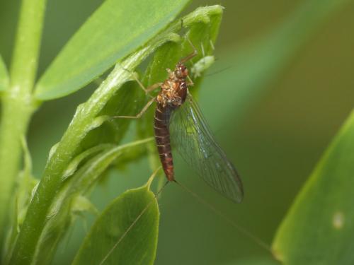 Baetis sp.